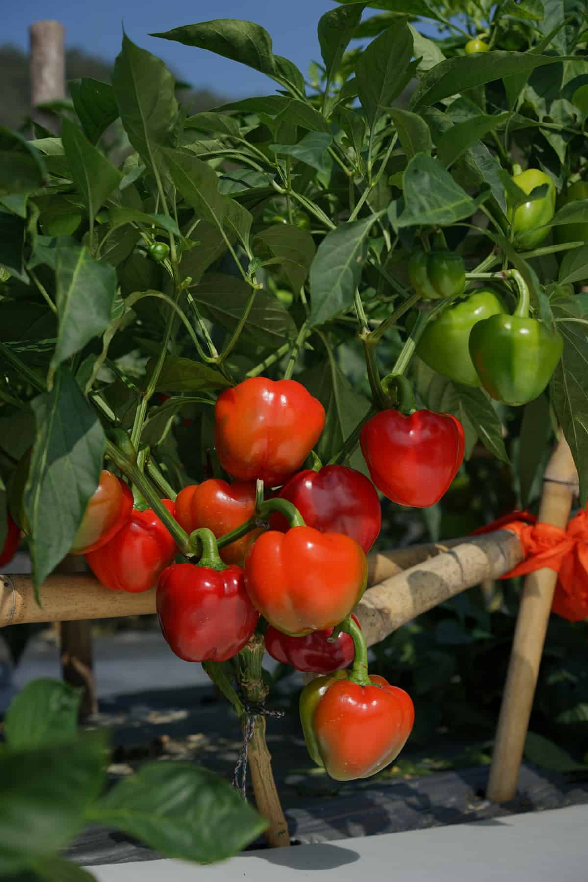 Sweetie Pie Hybrid Bell Pepper Seeds | Extra-Sweet Mini Bell Peppers – Heirloom, Non-GMO, High Germination Organic Garden Seeds