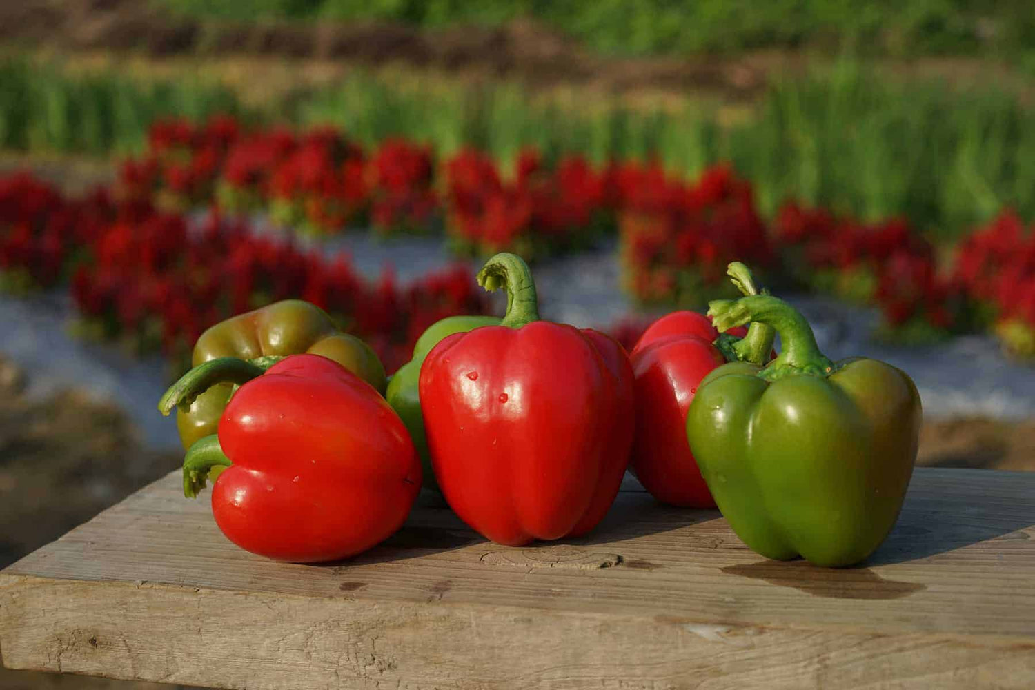 Sweetie Pie Hybrid Bell Pepper Seeds | Extra-Sweet Mini Bell Peppers – Heirloom, Non-GMO, High Germination Organic Garden Seeds