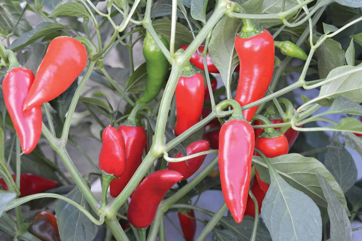 Flaming Flare Hybrid Pepper Seeds | Red Sweet-and-Heat Piquillo-Type Peppers – Heirloom, Non-GMO, High Germination Organic Garden Seeds