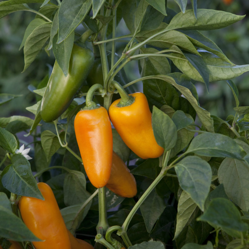 Yellow Sparkler Pepper Seeds Heirloom Non-GMO High Germination Organic Garden Seeds