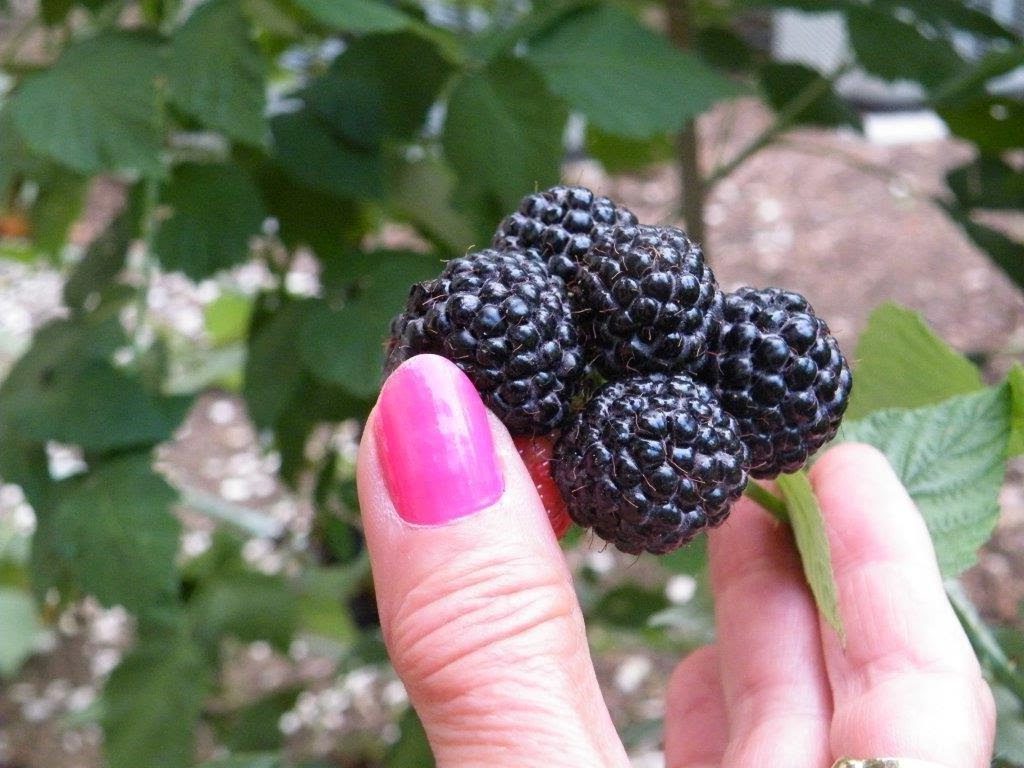 Black Raspberry Seeds (Rubus occidentalis)