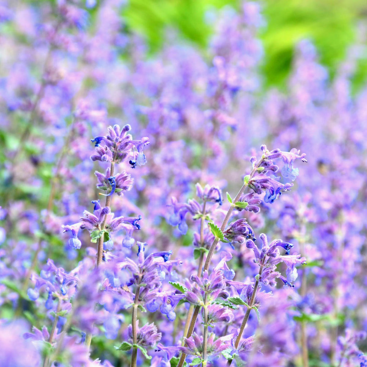 Perennial Catmint seeds, essential pollinator garden flower and drought-tolerant herb
