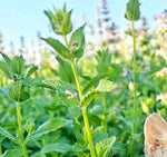 Perennial Herb Nepeta Cataria Aromatic Flower heirloom non-gmo organic garden seeds