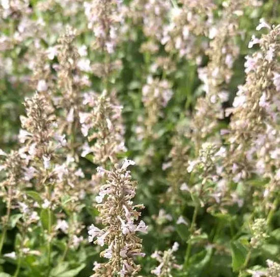 Perennial Herb Nepeta Cataria Aromatic Flower – Heirloom, Non-GMO, High Germination Organic Garden Seeds