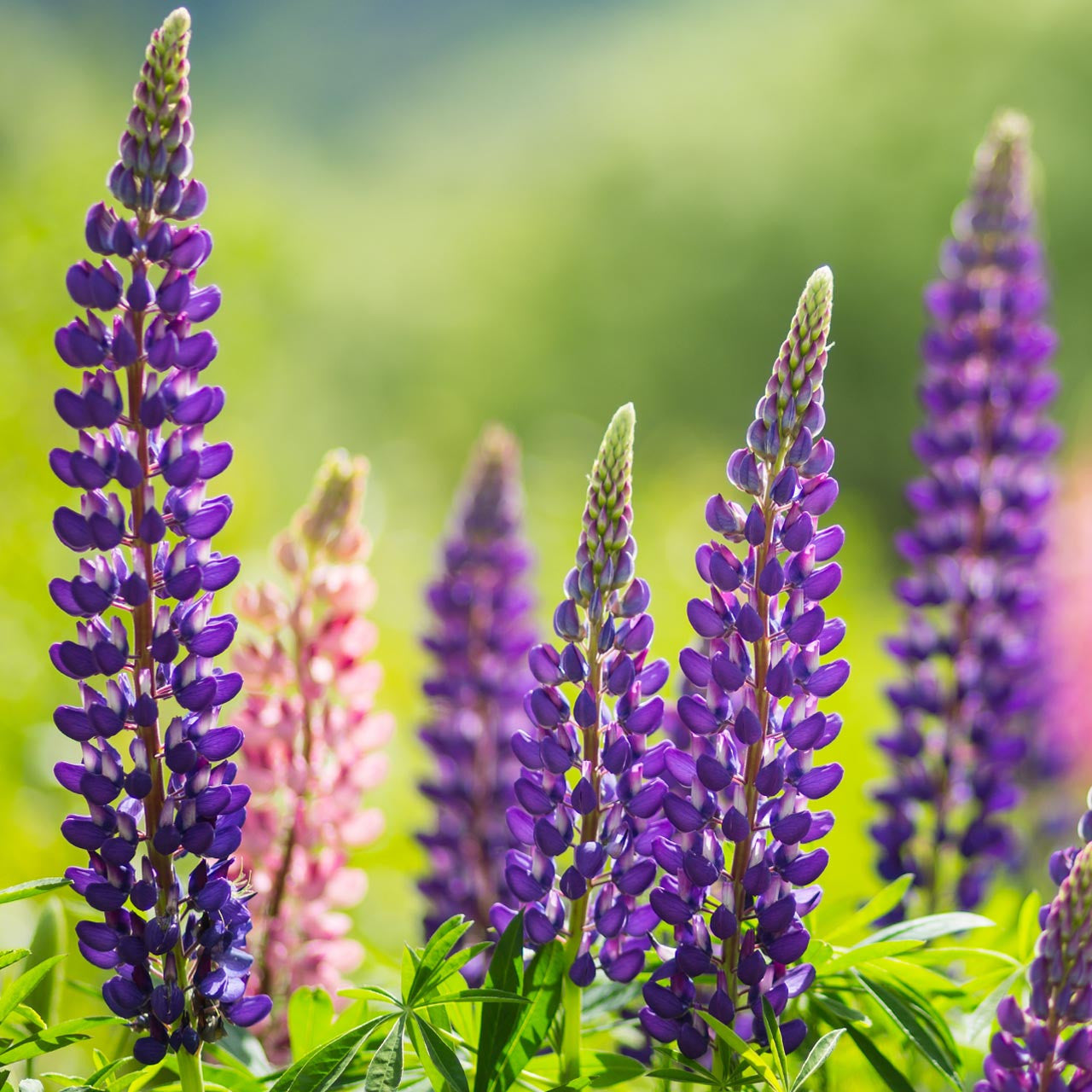 Colorful Rainbow Lupine Plants Russell Lupinus Beauty Flower