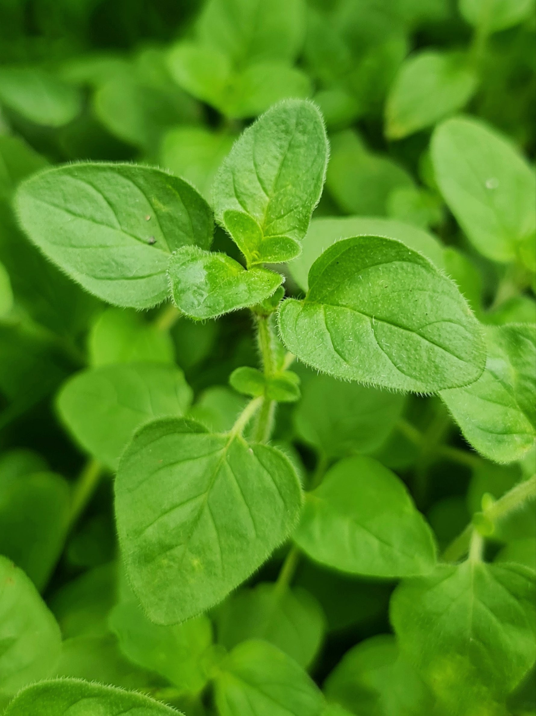 Tender perennial Marjoram seeds, easy to grow in containers and pots