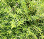 Perennial Savory seeds, cold-hardy herb for planting in home gardens and borders