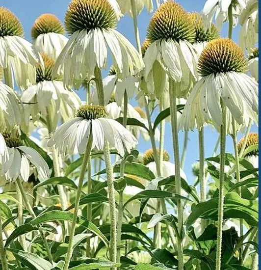 Perennial Varieties Flower Echinacea Purpurea Flower heirloom non-gmo organic garden seeds