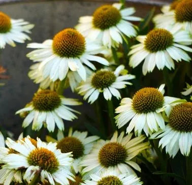 Perennial Varieties Flower Echinacea Purpurea Flower – Heirloom, Non-GMO, High Germination Organic Garden Seeds