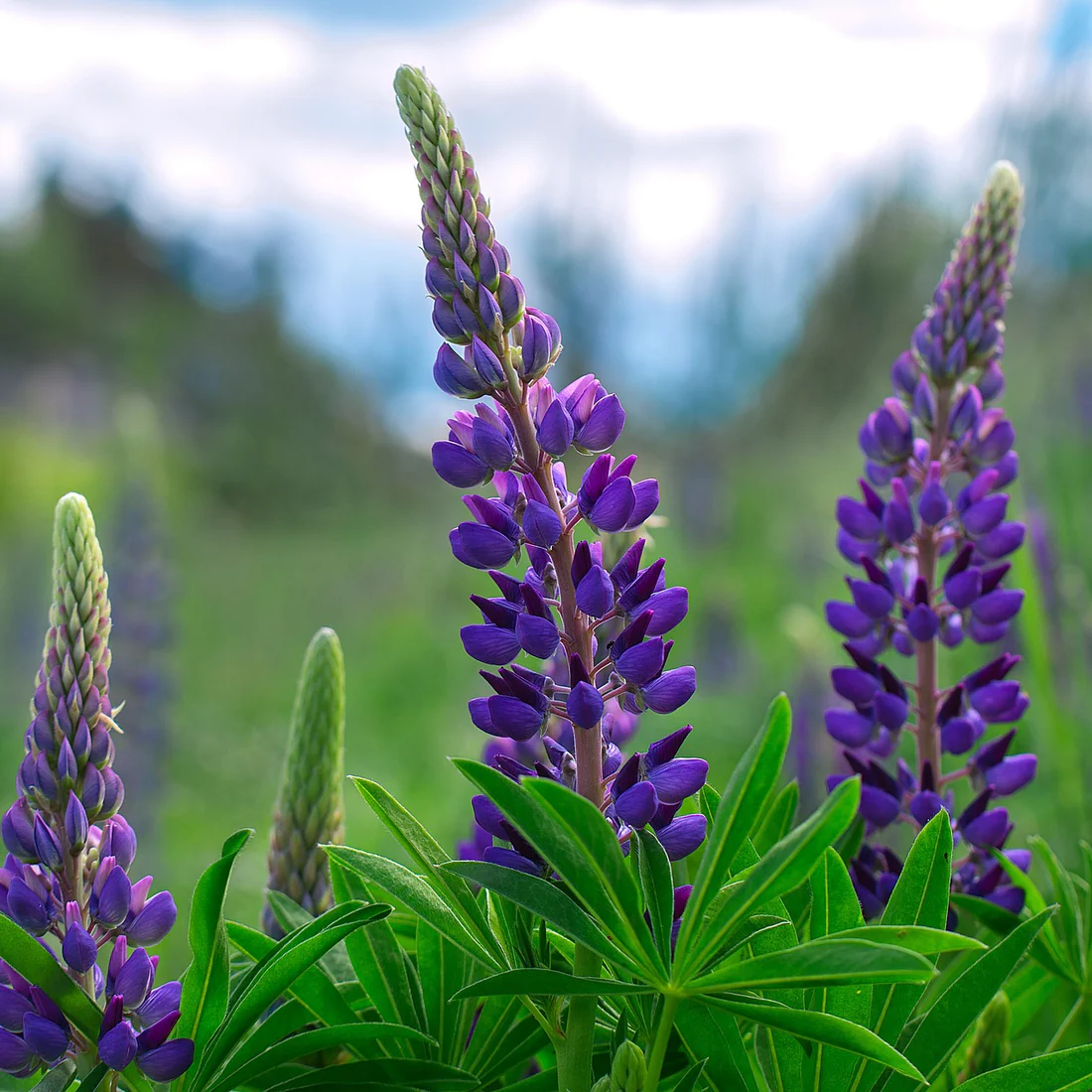 Blue Bonnet Flower Seeds for Planting - NON GMO Seeds