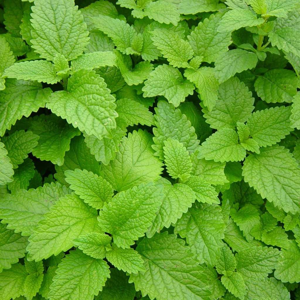 Vigorous perennial Lemon Balm growing in a herb garden border in full sun.