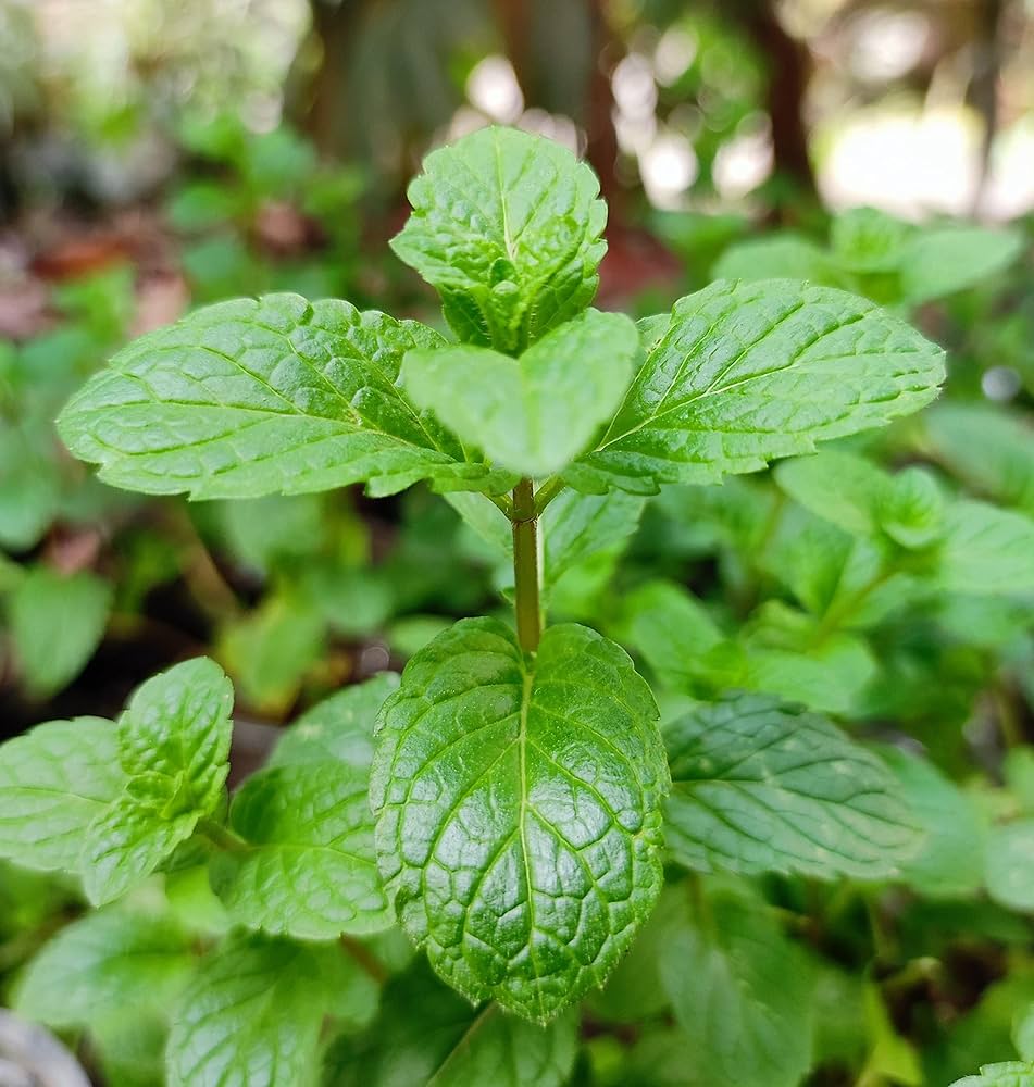 Perennial herb_Mint_plant_home garden_vigorous_seeds