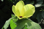 Perennial Musk Mallow flowers attracting bees and pollinators in a summer garden.