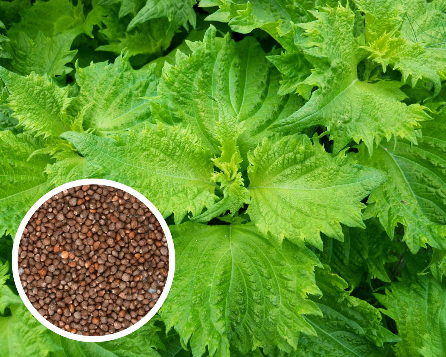 Green Perilla Plant Seeds for Planting heirloom & Non-GMO Seeds
