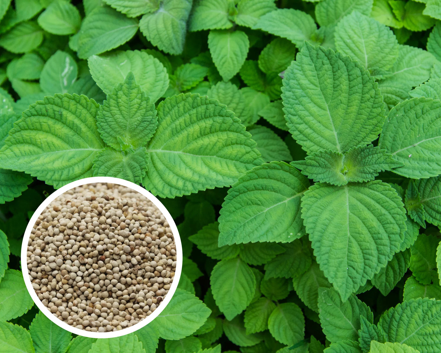 Green Shiso Plant Seeds for Planting - heirloom & Non-GMO Seeds