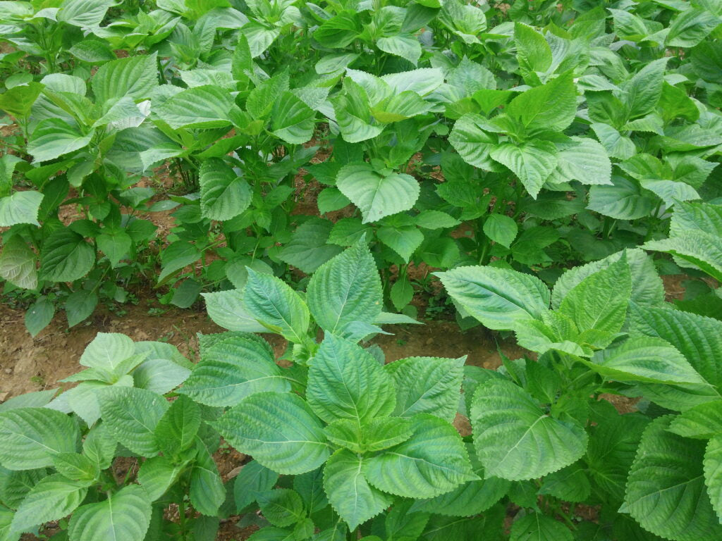 Perilla Vegetable Seeds for Planting