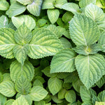 High-quality Green Shiso Perilla Heirloom herb seeds for planting