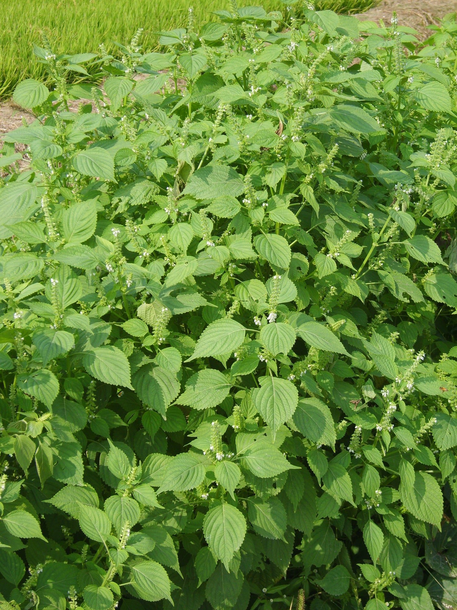 Vietnamese Perilla Seeds