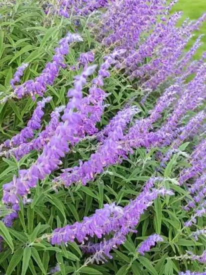 Russian Sage Plant Seeds for Planting-Heirloom & Non-GMO Seeds for planting Dhara Seeds