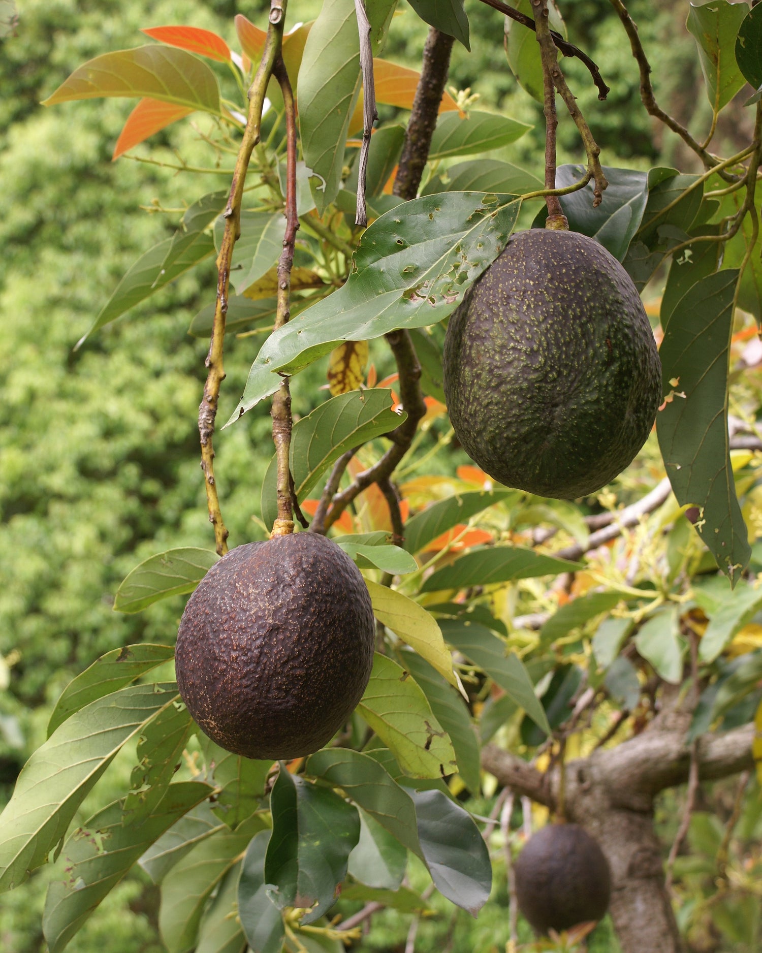 Avocado Seeds (Persea americana)