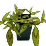 High-quality Persicaria odorata Vietnamese Mint herb seeds for planting