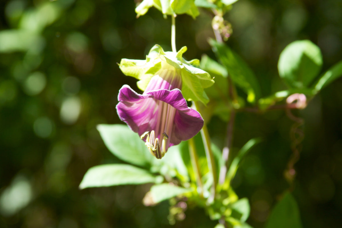 COBAEA SCANDENS Seeds Cathedral Bells shipping heirloom non-gmo seeds