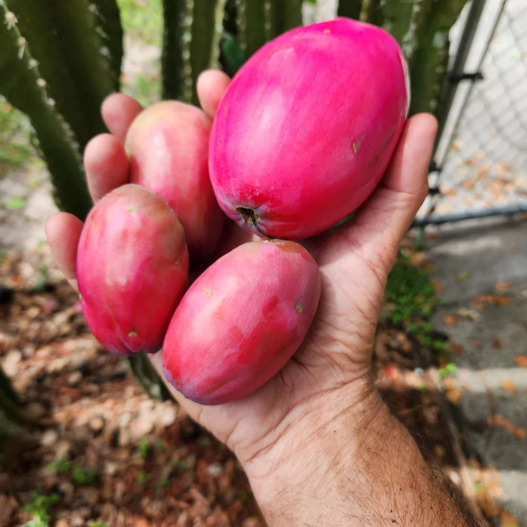 Ripe, reddish-orange Peruvian Apple fruit cut open showing white edible pulp