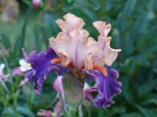 Petalpalooza Tall Bearded Iris Seeds