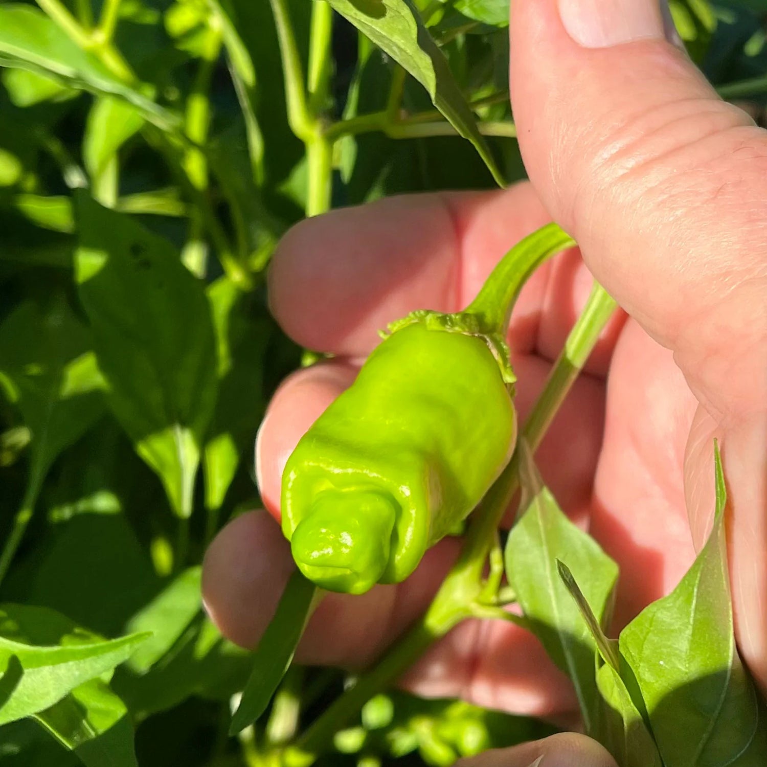 Peter Pepper Vegetable Seeds for Planting