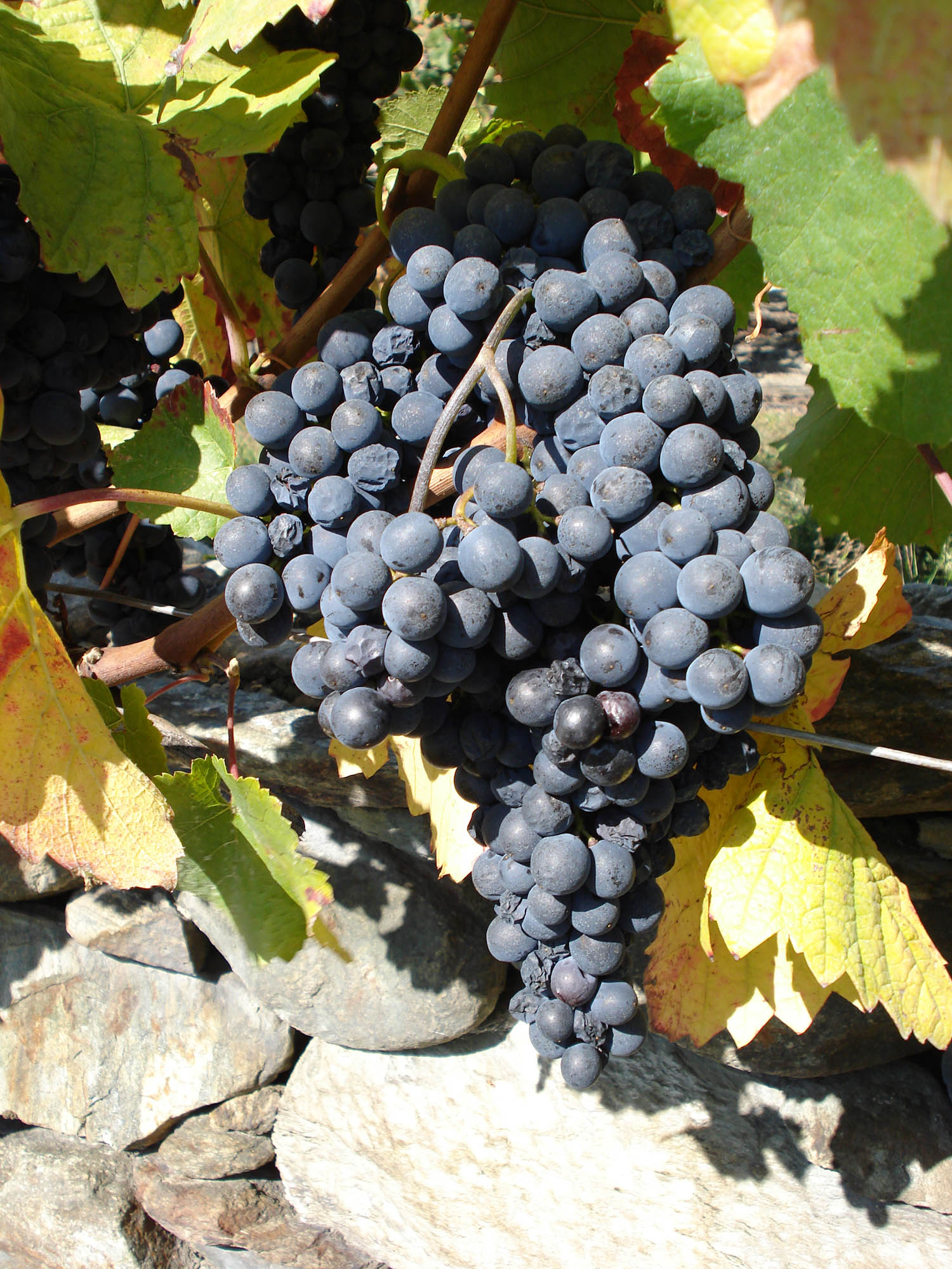 Petit Rouge Grape (Vitis vinifera) – Sweet and Compact Red Wine Grape Variety