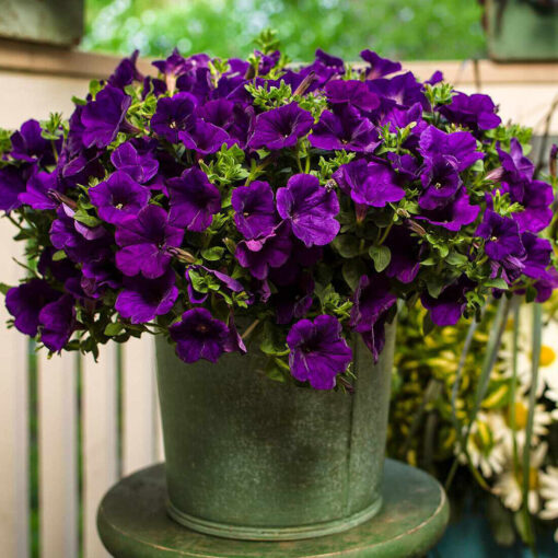 Petunia Easy Wave Blue Spreading Petunia Imported Pelleted heirloom non-gmo organic garden seeds