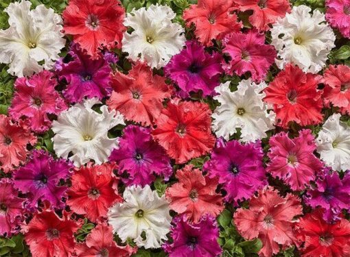 Petunia Fimbriata Aphrodite F1 Imported Pelleted heirloom non-gmo garden seeds