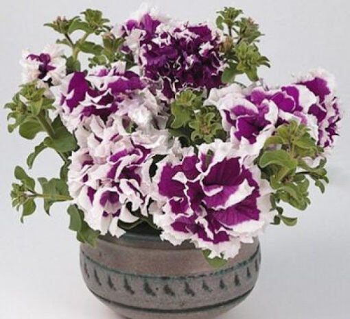 Petunia Pirouette Purple Imported heirloom non-gmo garden seeds