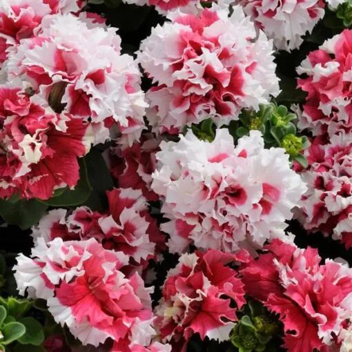 Petunia Pirouette Red Imported heirloom non-gmo garden seeds