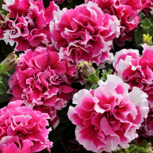 Petunia Pirouette Rose Imported heirloom non-gmo garden seeds