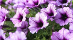 Heirloom Purple Calibrachoa Flower Seeds for Planting – Non-GMO, Vibrant Blooming Flower Seeds Dhara Seeds