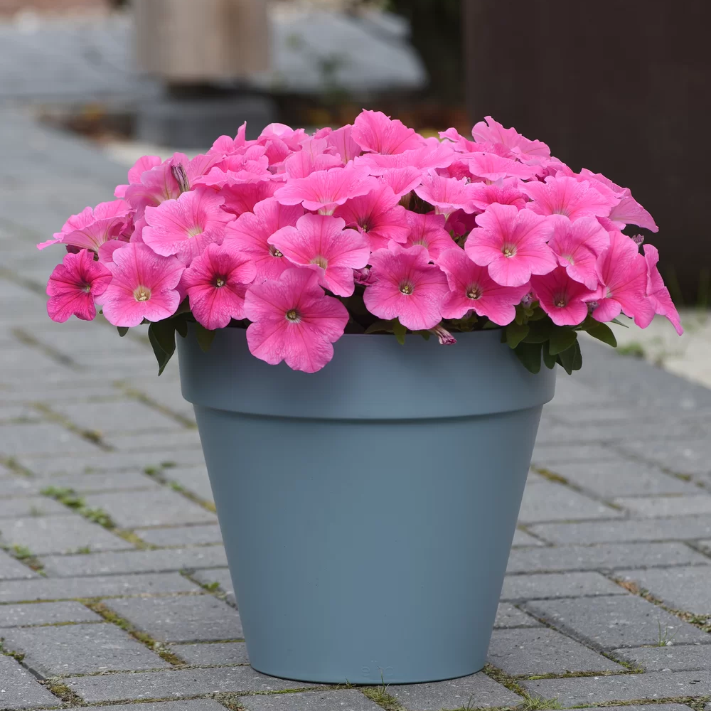 Petunia E3 Easy Wave Coral Spreading Petunia Imported Pelleted – Heirloom, Non-GMO, High Germination Organic Garden Seeds