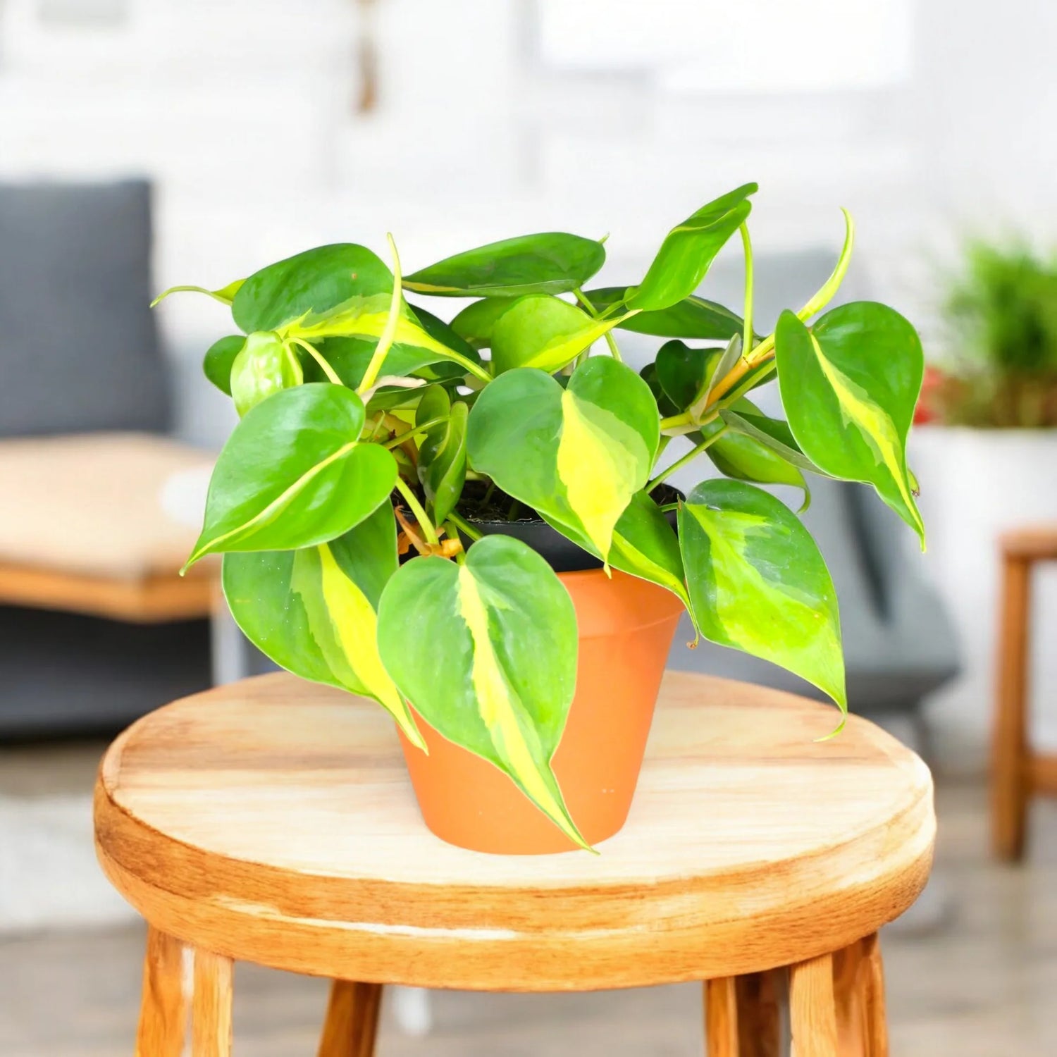 Heirloom Non-GMO Philodendron Plant Seeds for Planting – Tropical Indoor and Outdoor Foliage