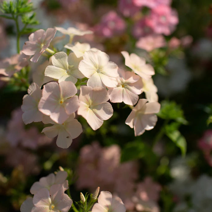 Phlox Seeds - Phlox of Sheep