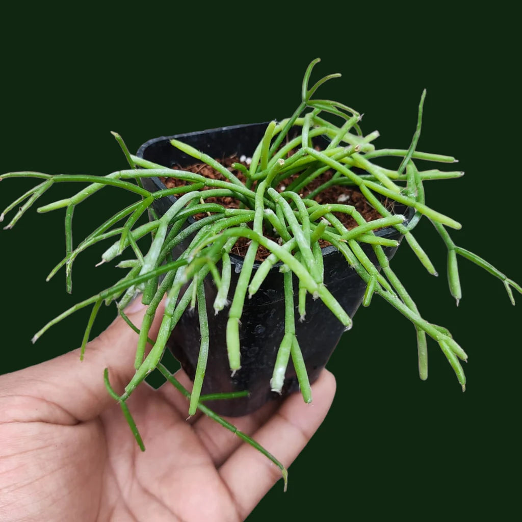 Rhipsalis floccosa Seeds - Rare Mistletoe Cactus - Edible Fruit – Heirloom, Non-GMO, High Germination Organic Garden Seeds