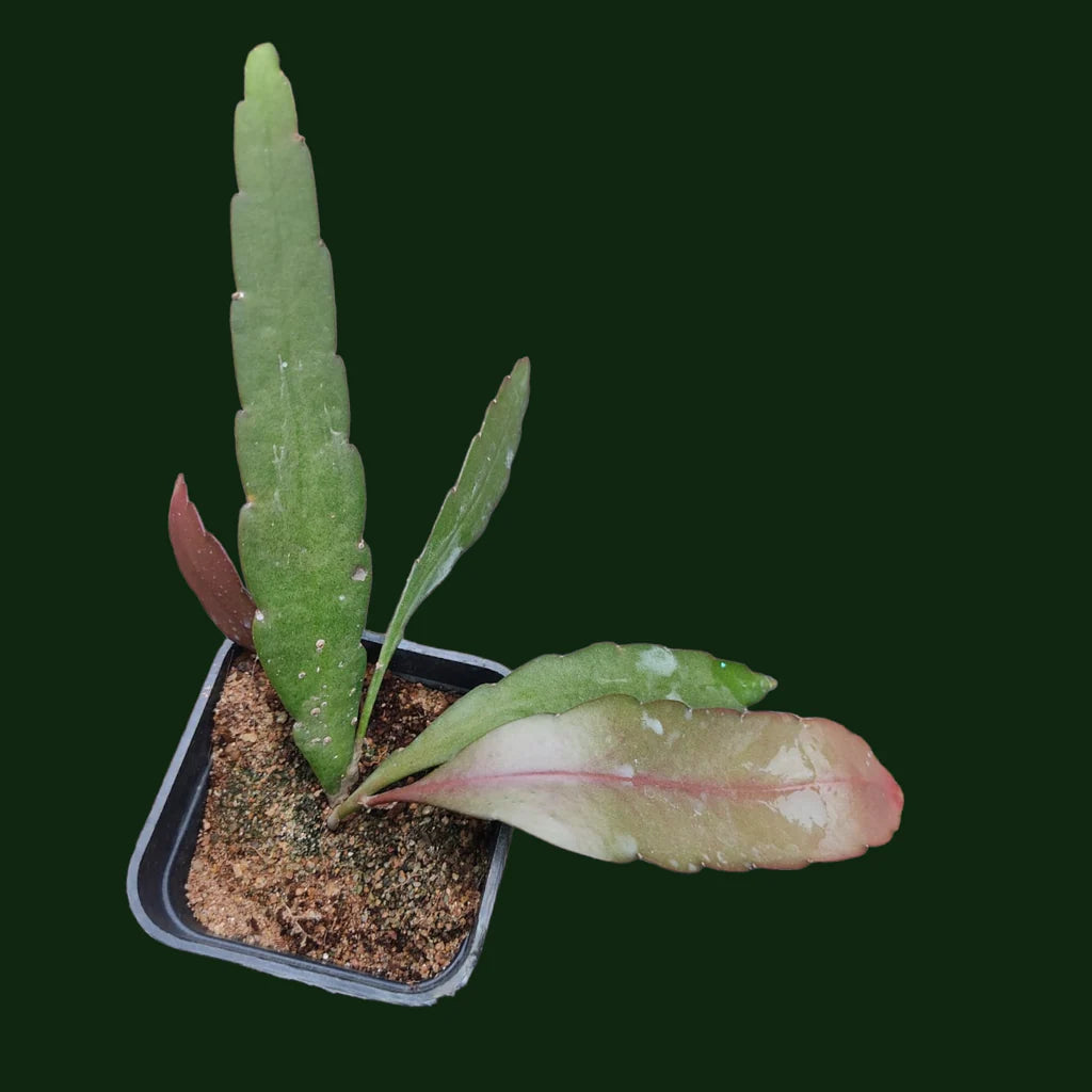 Rhipsalis floccosa Seeds - Rare Mistletoe Cactus - Edible Fruit – Heirloom, Non-GMO, High Germination Organic Garden Seeds