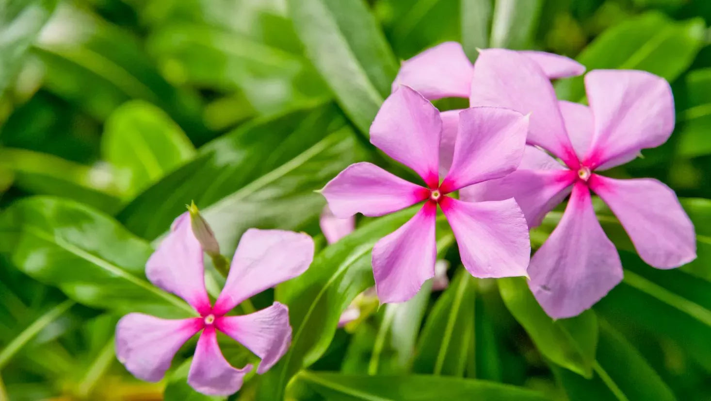 Madagascar Periwinkle