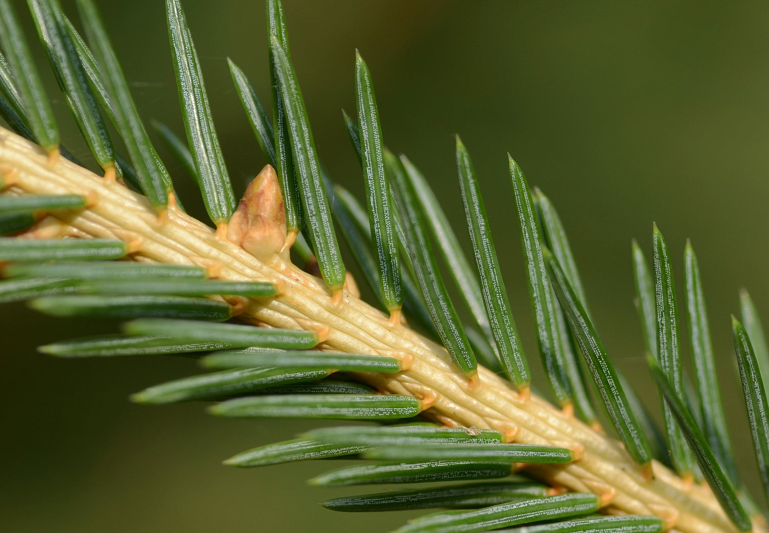 Norway Spruce