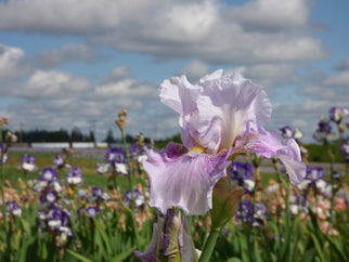 Pickathon Tall Bearded Iris