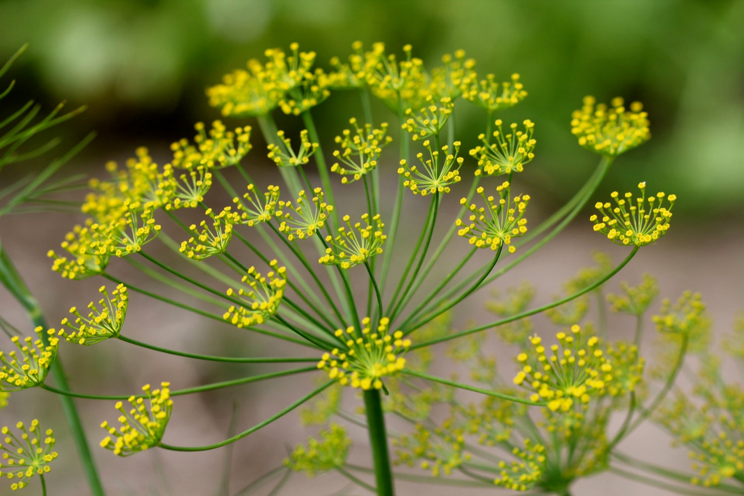Classic culinary herb_Dill_for_pickling_dill seeds