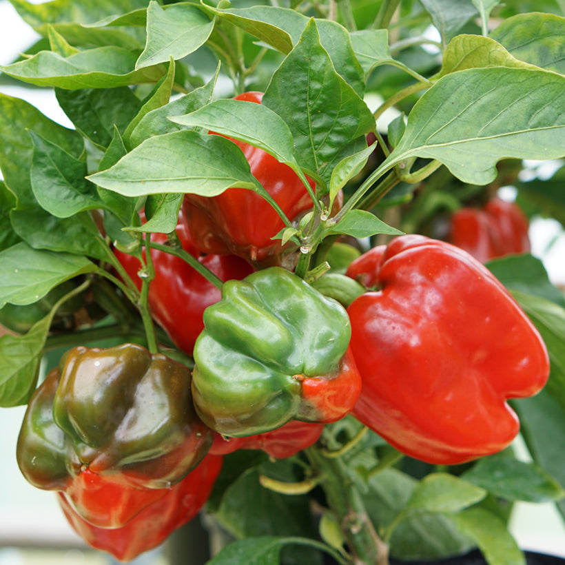  large blocky green YOLO WONDER bell peppers on plant

