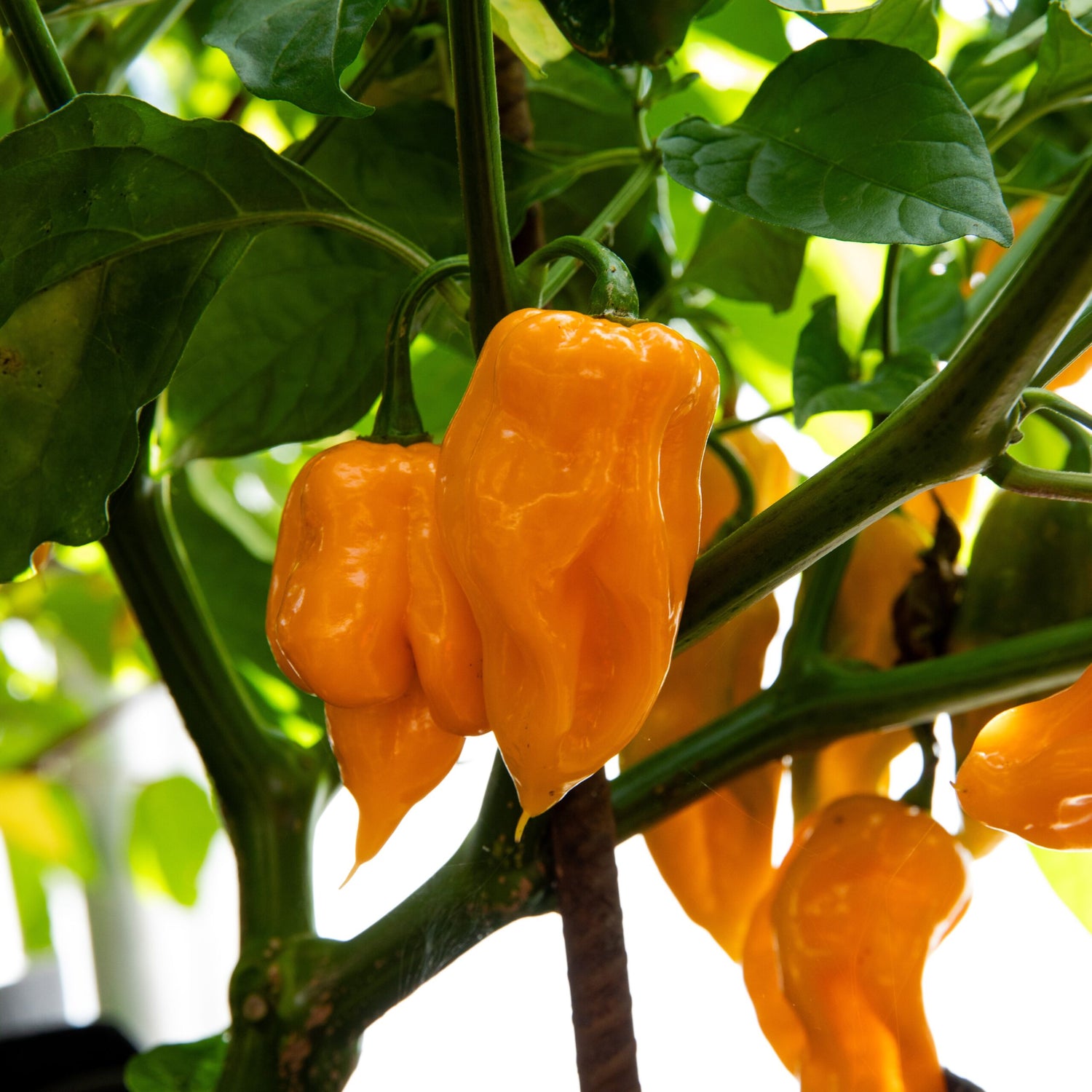 Trinidad Scorpion Pepper Vegetable Seeds for Planting - heirloom & Non-GMO Seeds