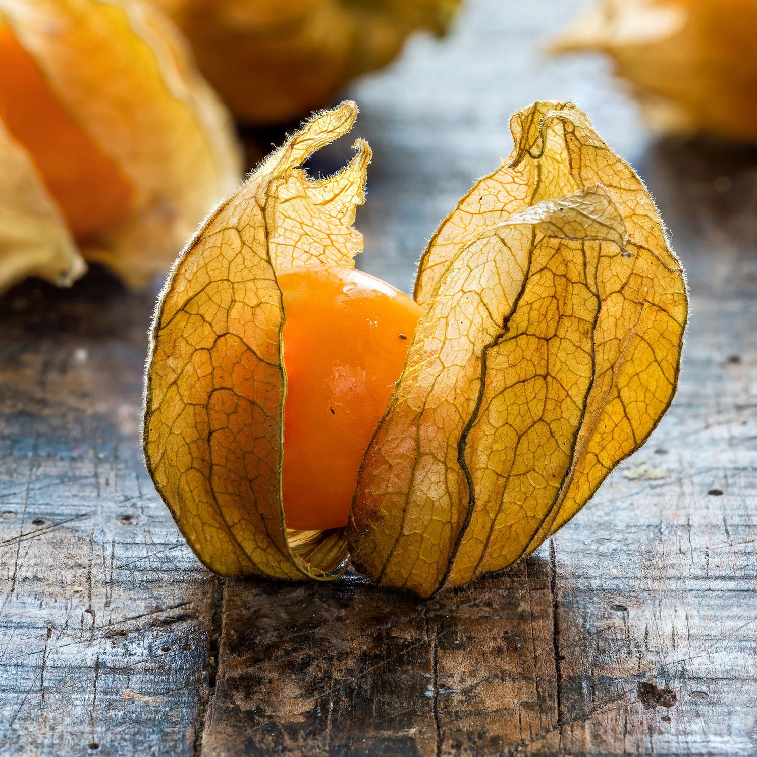 Tomatillo Vegetable Seeds for Planting