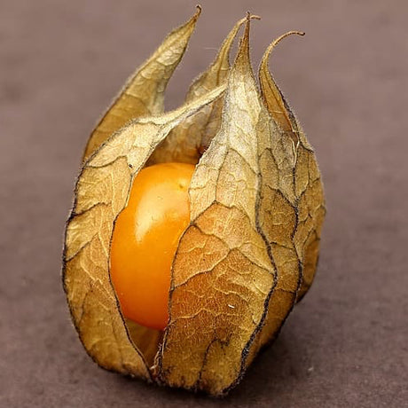 Tomatillo Konditer Physalis philadelphica vegetable seeds for planting in kitchen garden or home garden