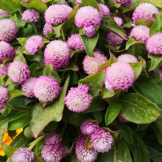 Pink Annual Herb Flower Gomphrena Globosa heirloom non-gmo organic garden seeds